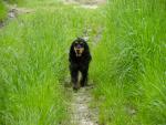 Garde de chien ou chat par un petsitter