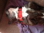 Garde de chien ou chat par un petsitter