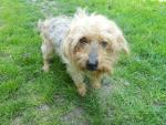 Garde de chien ou chat par un petsitter