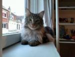 Garde de chien ou chat par un petsitter