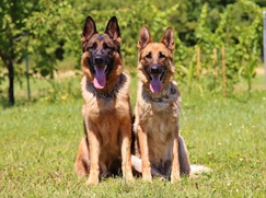 groupe-1-chien-berger-bouvier