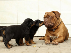 groupe-3-terriers
