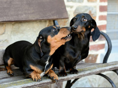 groupe-2-chien-pinscher-schnauzer-molossïdes-montagne-bouviers-suisses