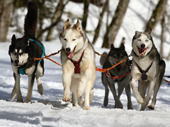 groupe-6-chiens-courants-chiens-recherche-sang-races-apparentées 