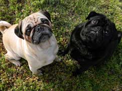 groupe-5-chiens-type-spitz-type-primitif