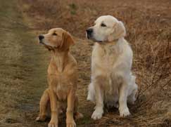 groupe-9-chiens-agrement-compagnie