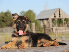 Berger Allemand chiot