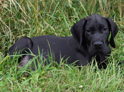 Dogue Allemand chiot