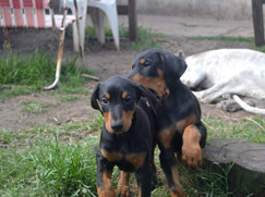 Dobermann chiot