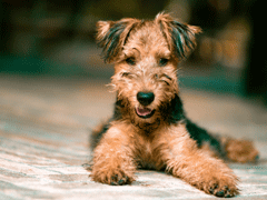 Airedale Terrier chiot