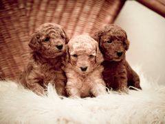 Caniche chiot