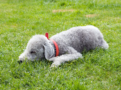 Bedlington Terrier chiot