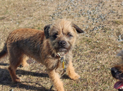 Border Terrier chiot