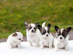 Chihuahua chiot