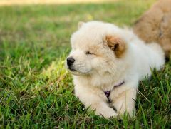 Chow Chow chiot