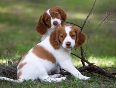 Epagneul Breton chiot