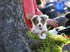 Berger Australien chiot