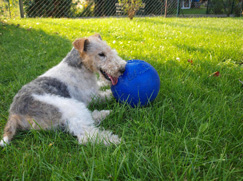 Fox Terrier à poil dur chiot