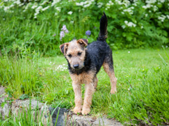 Lakeland Terrier chiot