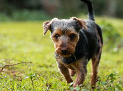 Terrier Australien à poil soyeux chiot