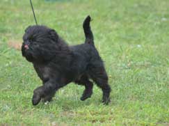 Affenpinscher chiot