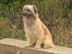 Berger des Pyrénées chiot