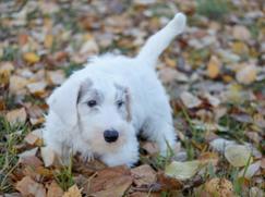 Sealyham Terrier chiot