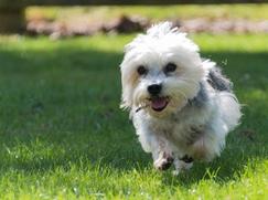 Dandie Dinmont Terrier chiot