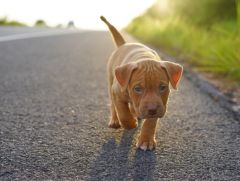 Pitbull chiot
