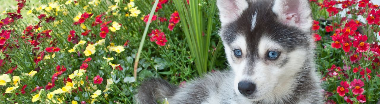 Chiot Pomsky : caractère, éducation, évolution