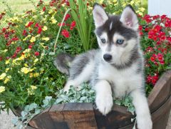 Pomsky chiot