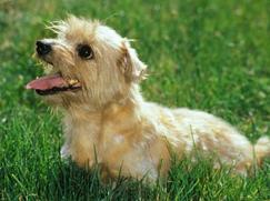 Norfolk Terrier chiot