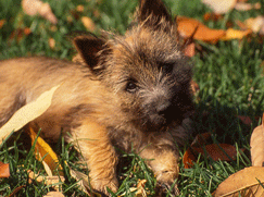 Cairn Terrier Chiot