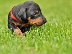 Terrier de Manchester chiot