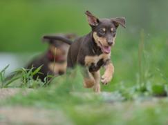 Kelpie Australien chiot