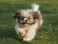 Shih Tzu chiot