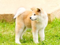 Akita Inu chiot