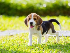 Beagle chiot