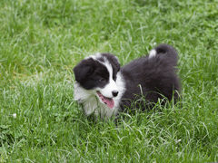 Border Collie chiot