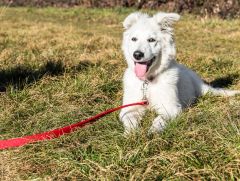 Berger Blanc Suisse chiot