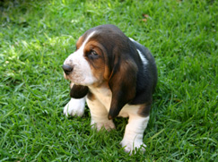 Basset Hound chiot