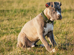 American Staffordshire Terrier chiot