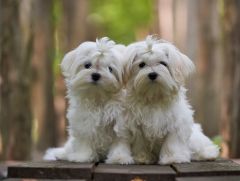 Bichon Maltais chiot