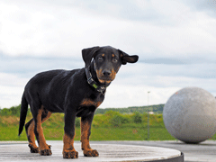 Beauceron chiot