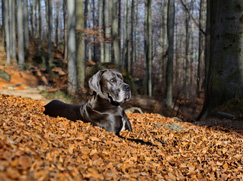 Dogue Allemand prix