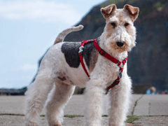 Airedale Terrier prix