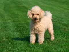 Caniche prix