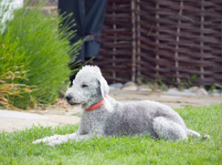 Bedlington Terrier prix