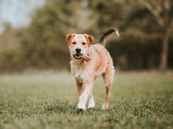 Border Terrier prix