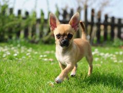 Chihuahua prix